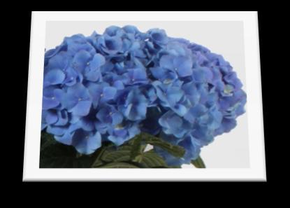 Hydrangea With our years of commitment to learning and perfecting the category and our strategically located growing facilities we have the