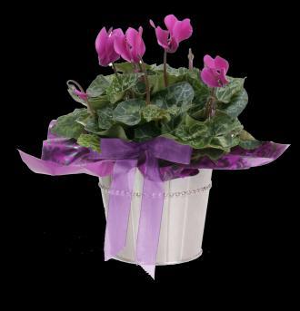 Potted Signature Selections Cyclamen Zygo Cactus Our passion: We pride ourselves on choosing the most vibrant and unique cyclamen varieties from around the world.