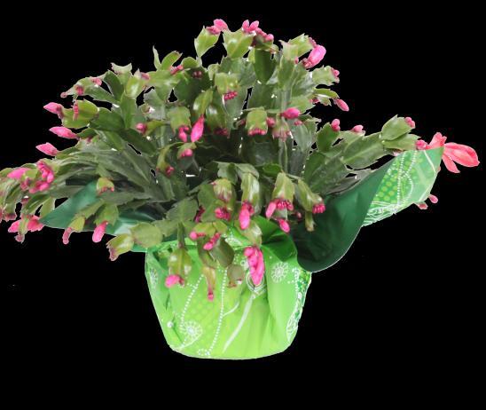 To offer you best in season, best in class plants we marry our planting schedule with the natural winter blooming growth habit of cyclamen and deliver on a bloom count spec that is at the top of the