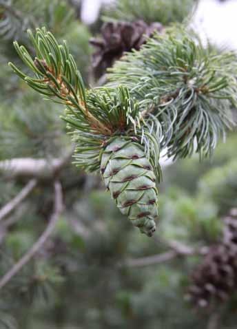 Tips to keep your Evergreen Wreaths fresh... If you have your own fresh greens (fir, spruce, cedar, etc. available in your yard), you are very fortunate.
