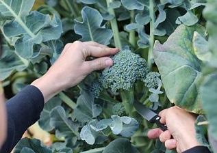 Harvest Basics: A Plant- Centric Harvest Guide Preparation and eating basics: Check flowers for bugs as they provide many hiding places. Wash sturdy flowers such as broccoli.