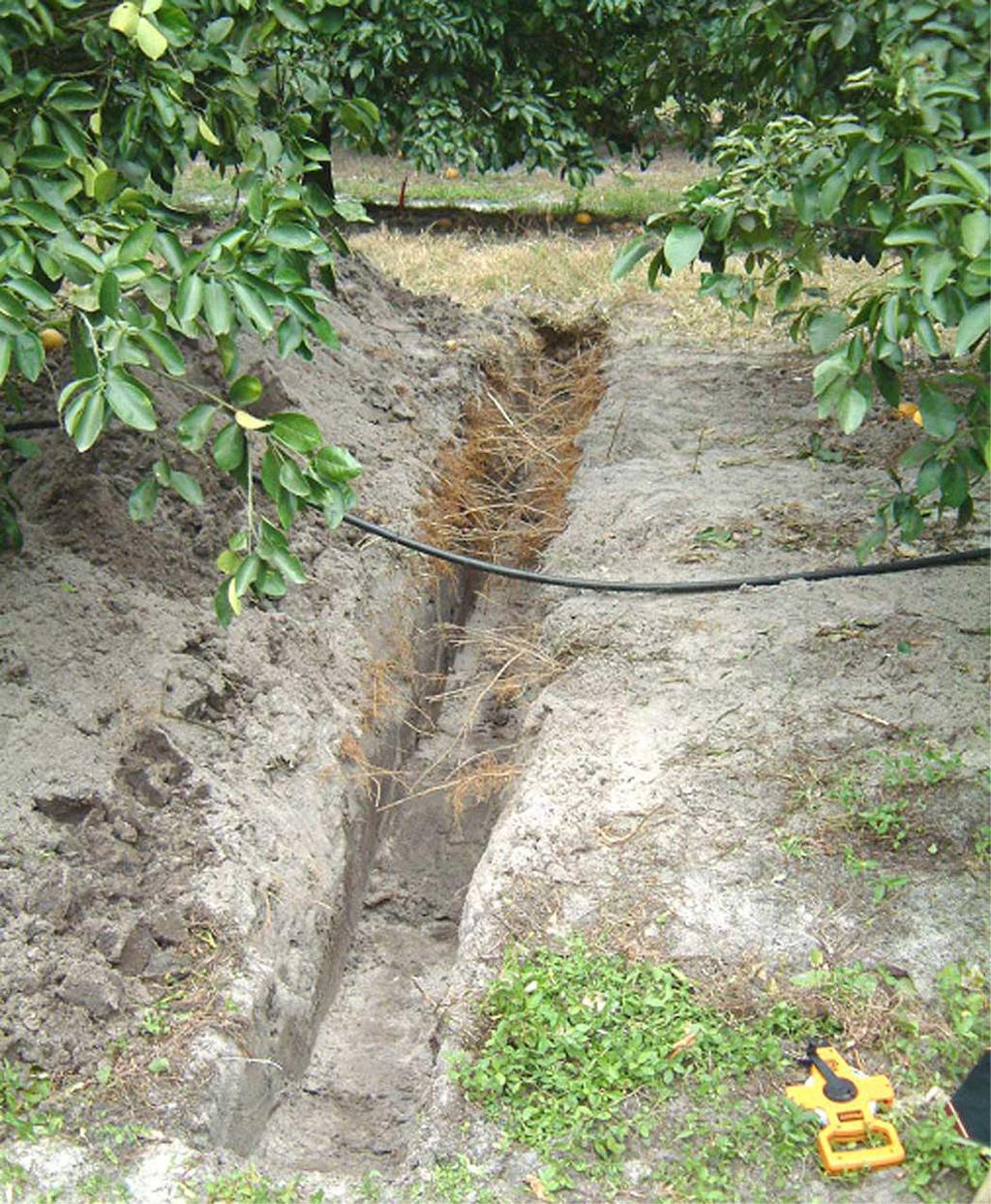 Root system and canopy condition of 11-year-old Marsh grapefruit trees on Sun Chu Sha growing adjacent to the poor trees on Swingle. The view is from the furrow toward the bed crown.