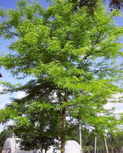 Existing Tree to Remain Gleditsia triacanthos inemis 'Shademaster' GT
