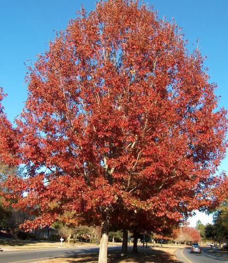 Quercus phellos 4"- 4-/2" cal Red Oak QB Quercus borealis 4"- 4-/2" cal