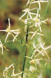 Small-leafed clematis (Clematis microphylla) Requirements: Full/semi sun; well-drained