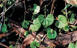 Casey indigenous plant guide 23 Kidney plant