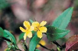 Casey indigenous plant guide 25 Hop goodenia (Goodenia ovata)