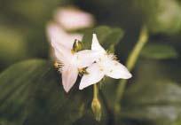 Replace with: Spiny-headed mat-rush (Lomandra longifolia).