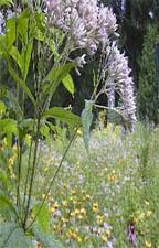 Native Plants Best adapted to local conditions and thrive with least