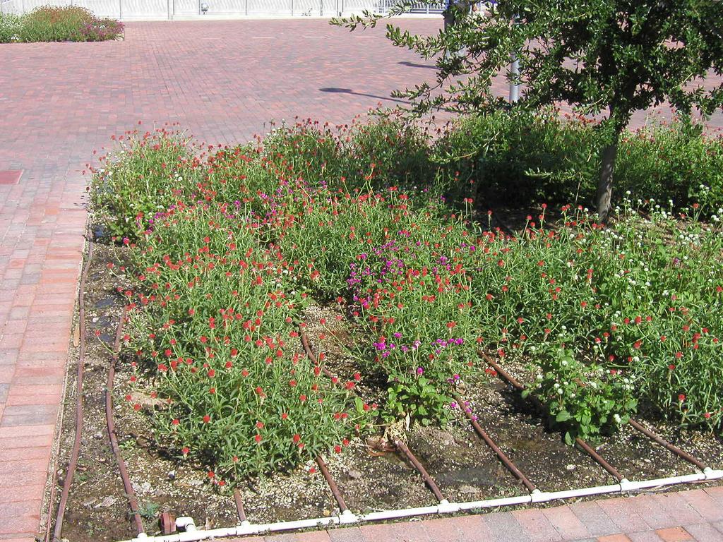issues. Following are ten of the most common bedding plant problems encountered in the arid climate of the Southwestern United States.