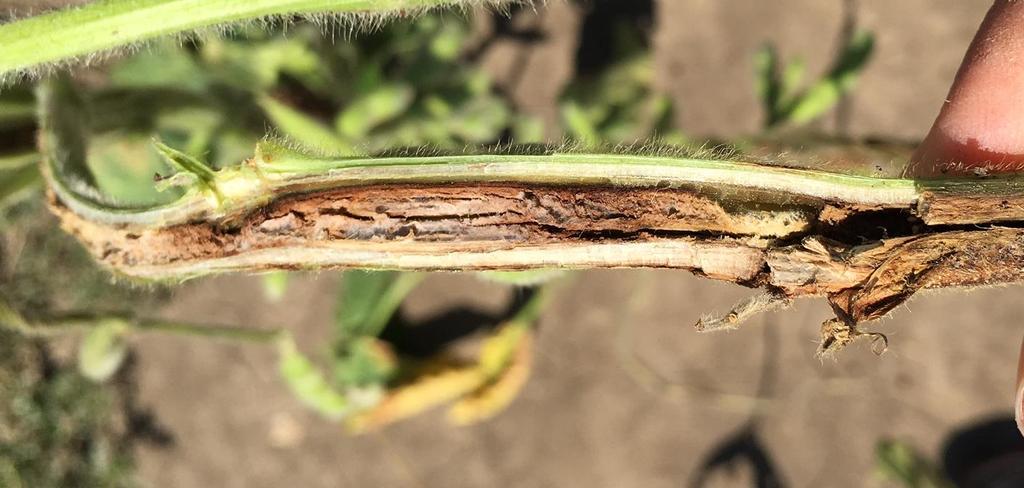 Southern stem canker -Dark brown lesion on one side of lower- to mid-stem -Interveinal chlorosis of leaves may