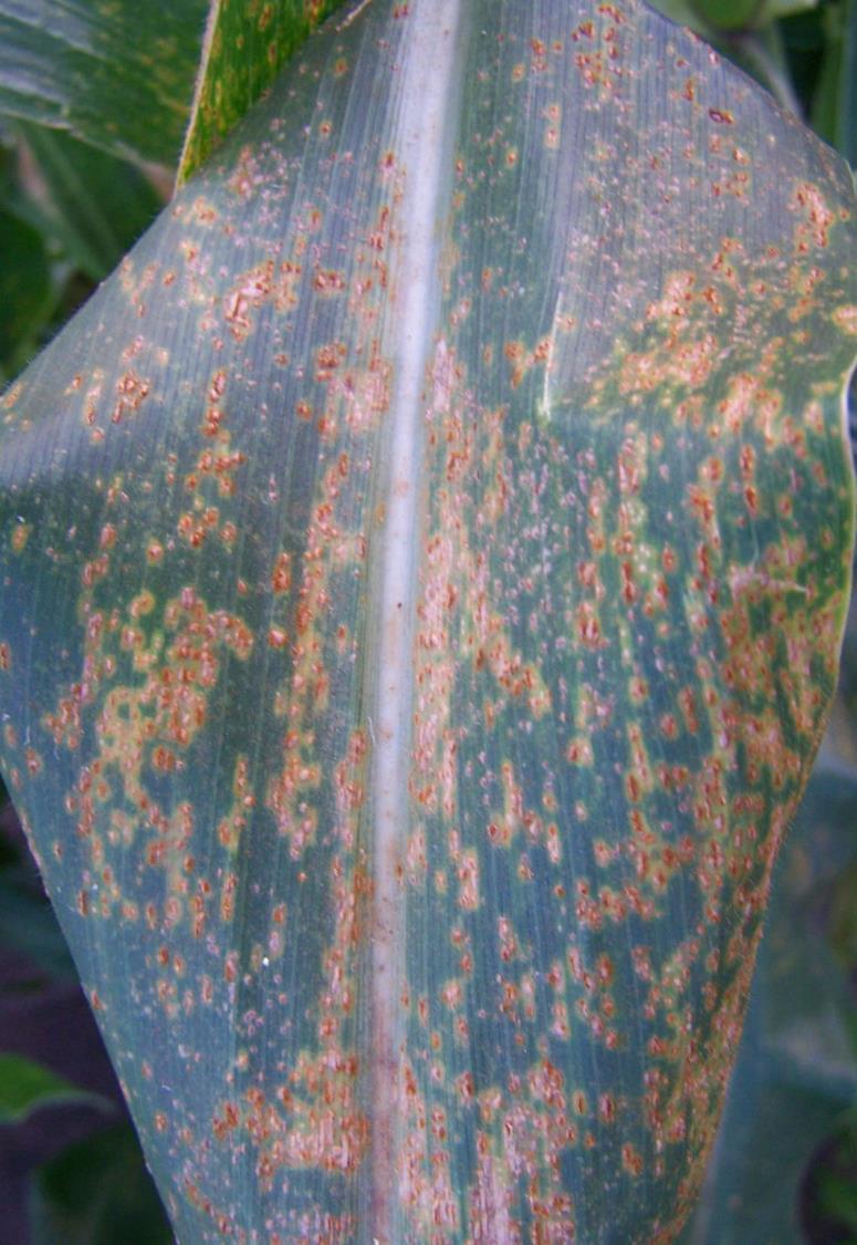 Common Rust (no obvious halos) Southern Rust (yellow halos) Pustules