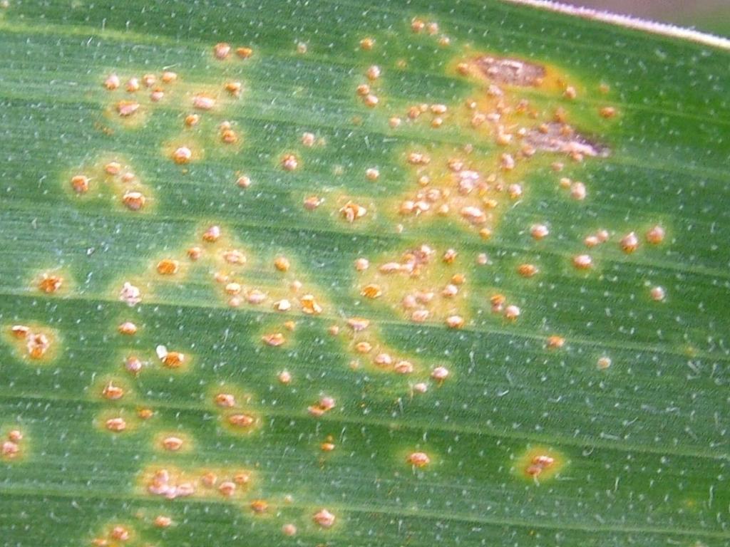 Southern Corn Rust Explosive Disease Disease cycle 10 days 5000 spores per