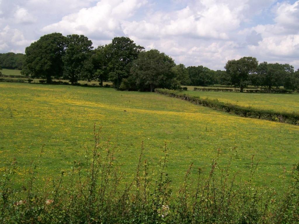 view west in summer, Riddens Wood in