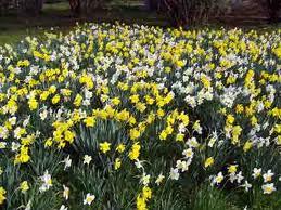 Planning for a Spring Bulb Display September is the time to plan for your spring bulb garden, whether that is a huge border display or a container on your deck. Your first decision is season.
