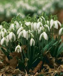 If you plant your bulbs amongst your herbaceous perennials then the perennial foliage will hide the dying bulb foliage.