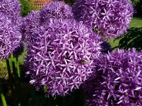 Allium Globe Master is a real showstopper with blooms up to 10 in diameter and a bloom time of about 6 weeks starting around the middle of May.