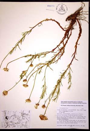 Modern specimens have data regarding plant features and ecological characteristics of the site where the plant was found.