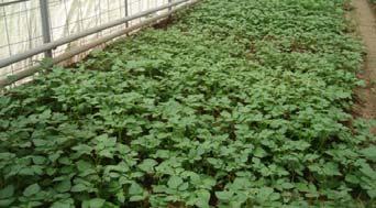 Research Objectives: Screening potato clones for tolerance to