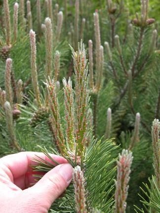 Training Field Grown Stock Pines (Mugo, Norway, Red, White) pruned