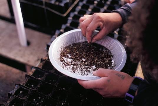 Propagation from Seed Seedlings are