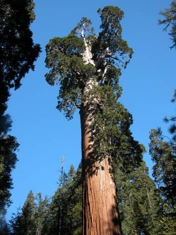 Lodgepole pine, sequoia,