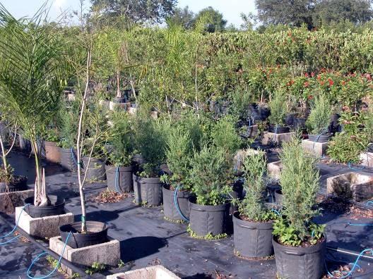 Tree Production Systems Container Nursery Plants