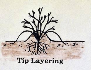 Tip Layering Some plants (black