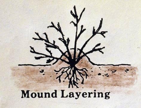 Mound Layering (Stooling) Cut plant back near the ground during the