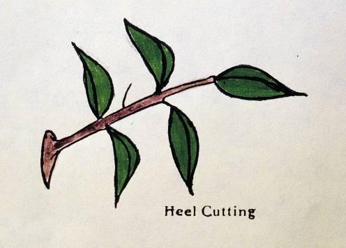 Cuttings Vegetative Propagation Hardwood cuttings stems from the previous season s