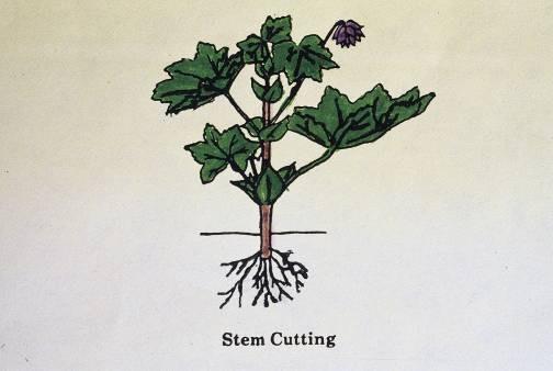 Cuttings Vegetative Propagation Softwood cuttings stem