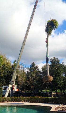 maintenance Swamp clearing Stonework Pruning of palm trees