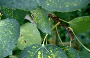 Aspen Leaf Spot Symptoms: - Small brown spots with yellow margins - May kill entire leaf if severe -