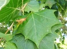 Anthracnose Symptoms: - Commonly found in sycamore, maple, oak, and ash - Water-soaked lesions on leaves