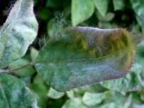 Powdery Mildew Symptoms: - White powder on leaf or bud surface - Reduced vigor of plant - Distorted flowers / leaves - Chlorotic