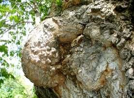 Crown Gall Symptoms: - Occurs on many trees - Affects roots and trunk -