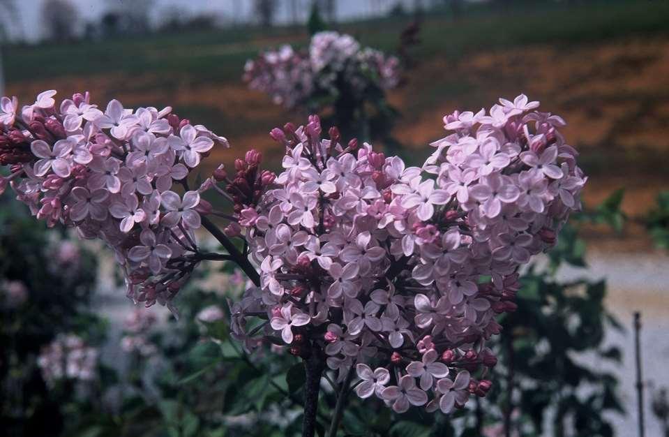 Syringa: Remontant Saga Syringa oblata from Schumacher seed Second year seedling Bloomerang A remontant lilac Did it
