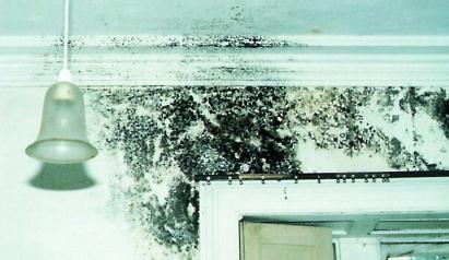 Anti-Mould Products Condensation and Black Mould are a serious hazard to health.