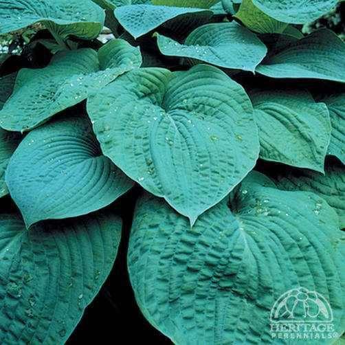 Height 16 AVAILABLE IN 1GAL ONLY $7.50 BLUE UMBRELLA HOSTA: Hosta are among the most popular of perennials for shady areas, with hundreds of varieties now readily available.