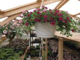 ***HANGING BASKETS WILL ALSO BE AVAILABLE*** 12 PLASTIC HANGING BASKETS $17.00 14 BEAUTIFUL CONICAL WICKER HANGING BASKET $30.