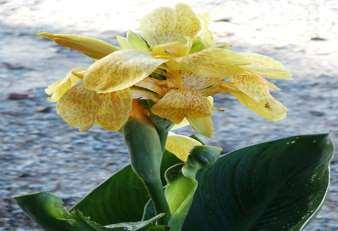 00 TROPICAL YELLOW CANNA: Large tropical looking foliage is topped in summer with brightly colored flowers.