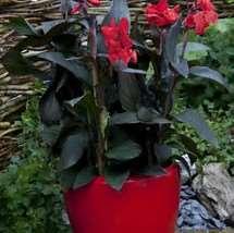 TROPICAL BRONZE LEAF SCARLET CANNA: The latest in the popular Tropical series of dwarf Cannas is this stunning bronzy-burgundy leaved variety!