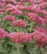 AUTUMN FIRE SEDUM: An improvement on a classic upright sedum with large flat flower heads, this selection holds up much longer into fall than 'Autumn Joy.
