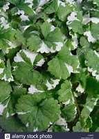 It is commonly known as ground-ivy, gill-overthe-ground, creeping charlie, alehoof,