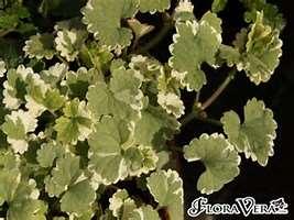 50 CREEPING JENNY: If you're looking to add color or fill a space in your yard