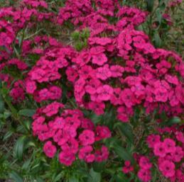 blooms in spring Dianthus Amazon