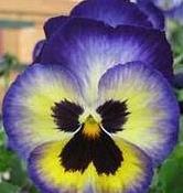 Pansy Fizzy