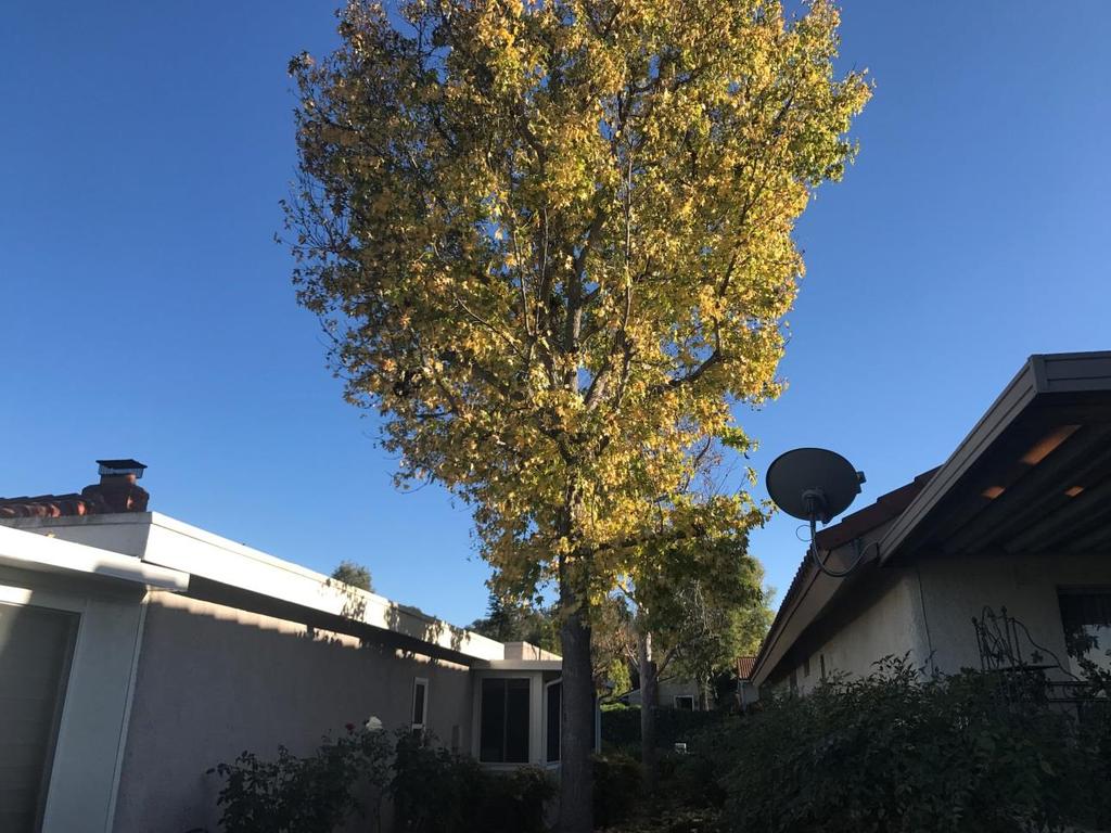 Third Laguna Hills Mutual Tree Removal Request 5412 Via Carrizo (Kim)