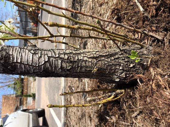 outward from the trunk. Some roots may be too in-grown to remove and may result in greater damage to the tree if removal is attempted.