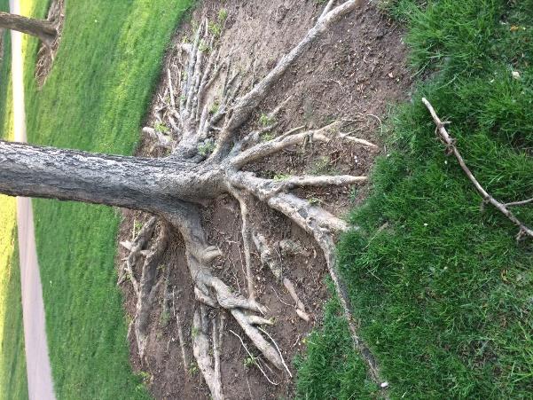 Surface roots Suckering Trees roots may develop at or partially above the soil surface creating a nuisance in turf and a potential health risk for the tree as exposed roots are often wounded by